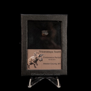 Triceratops Tooth Sm Case Lance FM