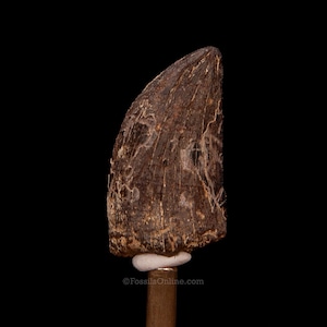 Tyrannosaurus rex Tooth 1.21&quot;