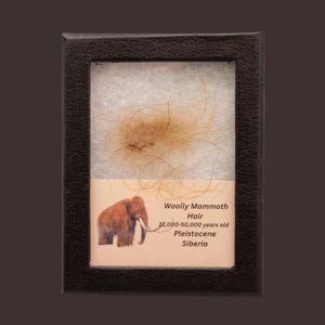 May include: A framed sample of woolly mammoth hair, with a picture of a woolly mammoth and text that reads "Woolly Mammoth Hair 22,000-50,000 years old Pleistocene Siberia"