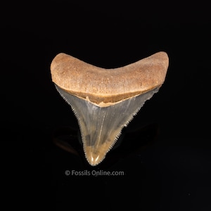 Fossil Bone Valley Megalodon 2.08&quot;