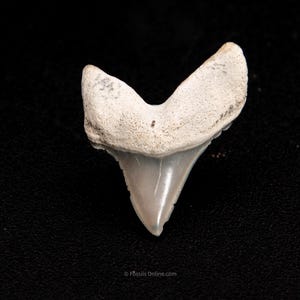Fossil Isurus Retroflexus .80" Lee Creek