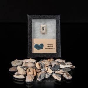 May include: A close-up of a stingray denticle fossil in a display case. The fossil is a small, white tooth with a black centre. The case is black with a white label that reads "Stingray Denticle Bone Valley, FL".