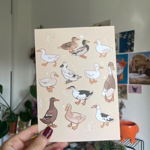 Entenrassen Kunstdruck l Postkartendruck l niedlich