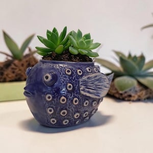 May include: A deep blue ceramic pufferfish planter with a textured, speckled surface and raised circular details. The fish-shaped pot features a prominent side fin and holds two small green succulent plants rooted in dark potting soil.