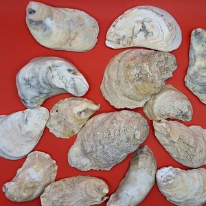 Oyster seashells for DIY projects, 35 halfs originally bleached, ocean tumbled shells, bulk for art and craft coastal nautical decorations