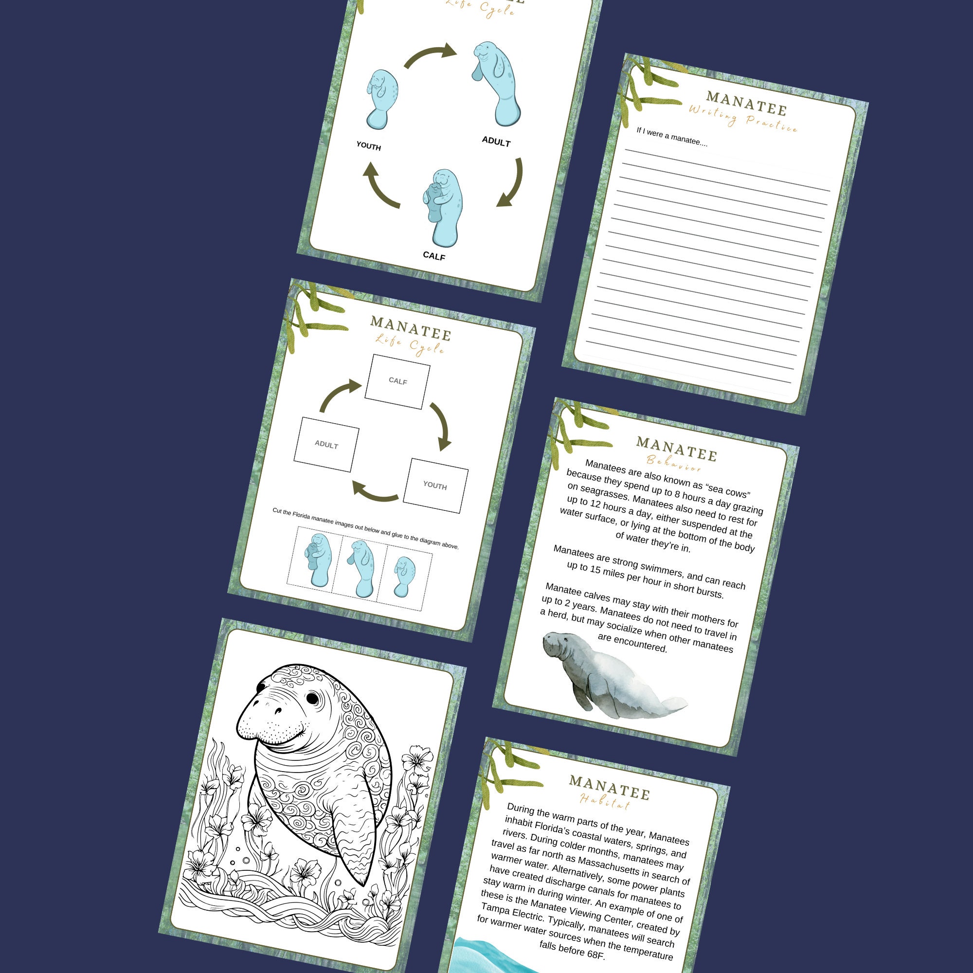Manatee Reproduction Process Life Cycle Of A Manatee