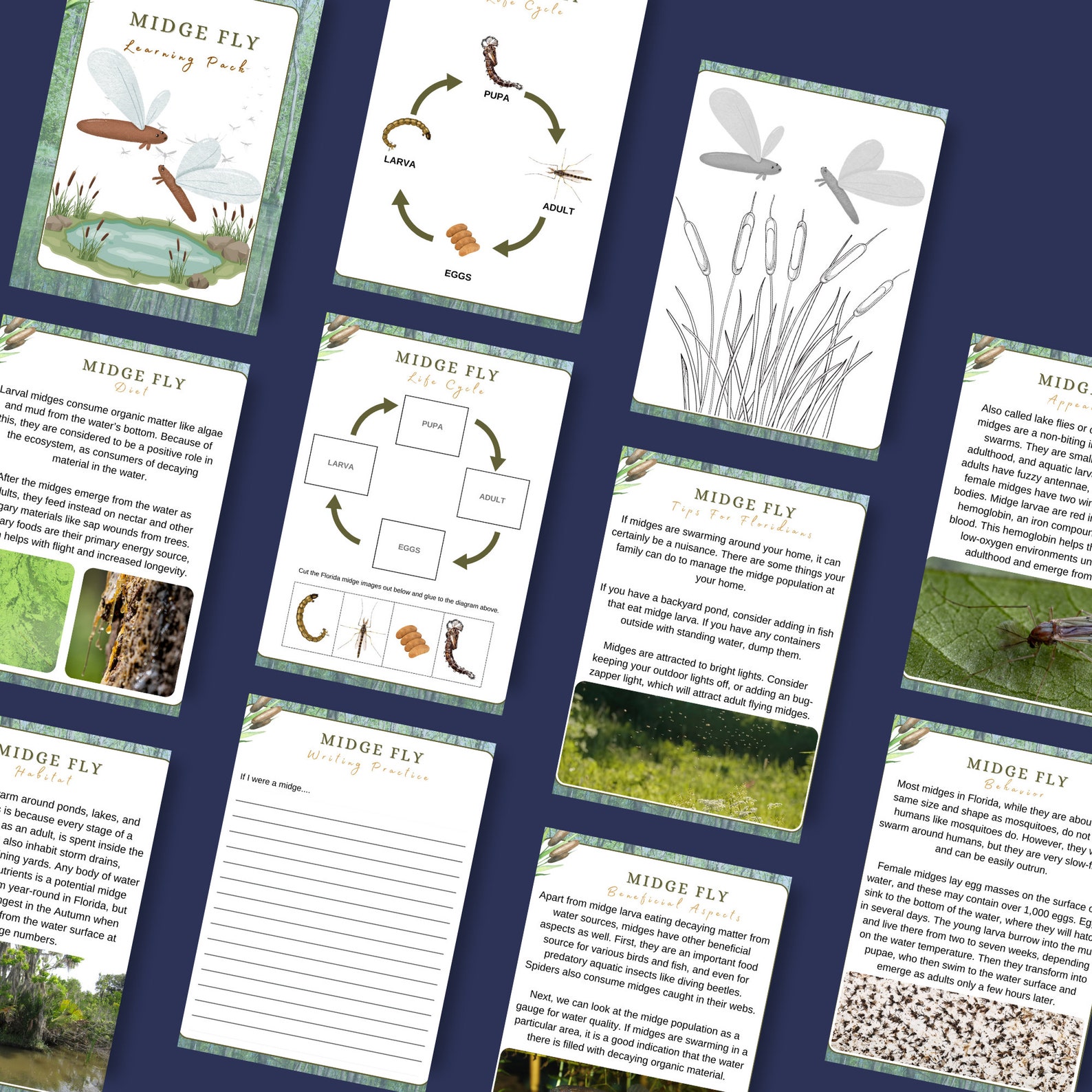 Florida Insect Lesson Bundle - Mosquitoes Lubbers Midges Yellowjackets ...