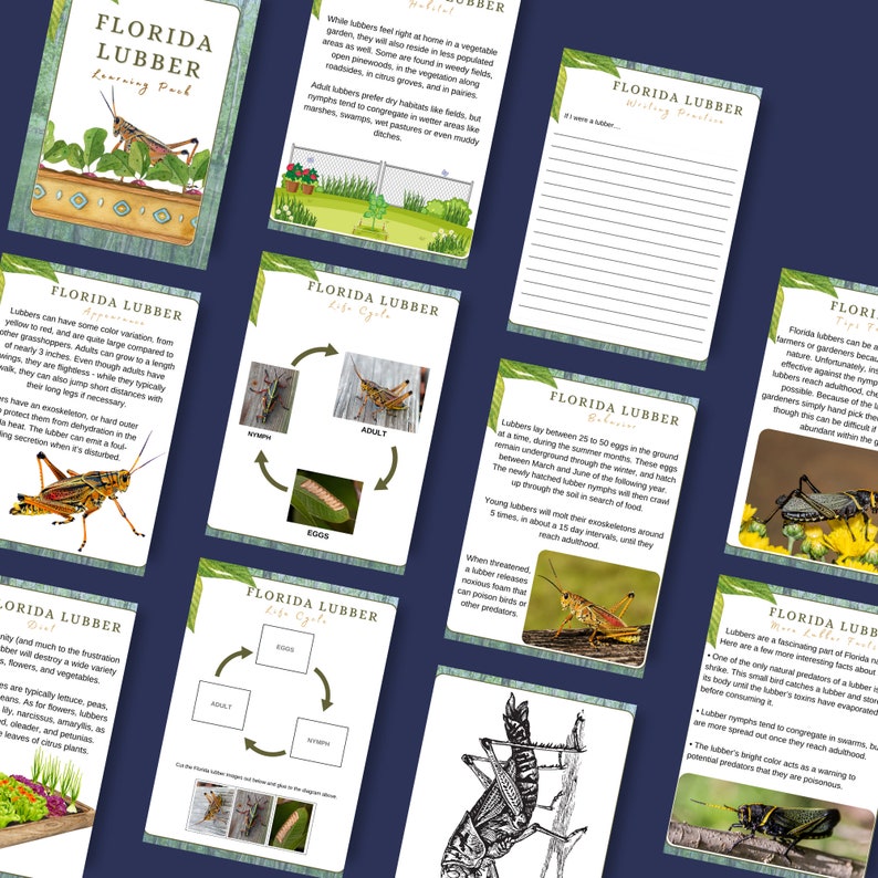 Florida State Insect Vector Florida Insect Lesson Bundle - Mosquitoes Lubbers Midges Yellowjackets ...