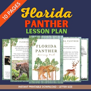 Plan de lección de la pantera de Florida - Materiales para educación en el hogar - Paquete de aprendizaje sobre gatos salvajes imprimible