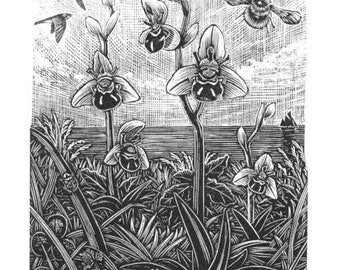 Bee Orchids