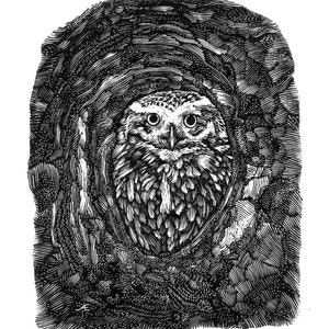 Little Owl Looks Out