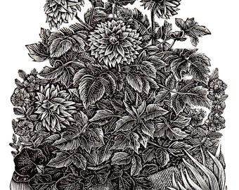 The New Dahlia