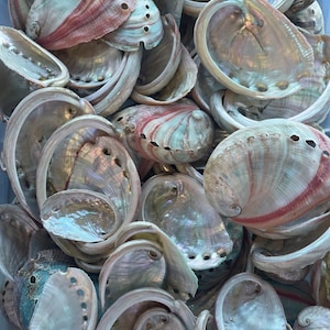 Bulk Raw Red Abalone Shells, Bulk Shells For Crafting, Abalone Shells, Sustainable Shells, Shell Bowl Decor, Iridescent Shells, DIY Shells