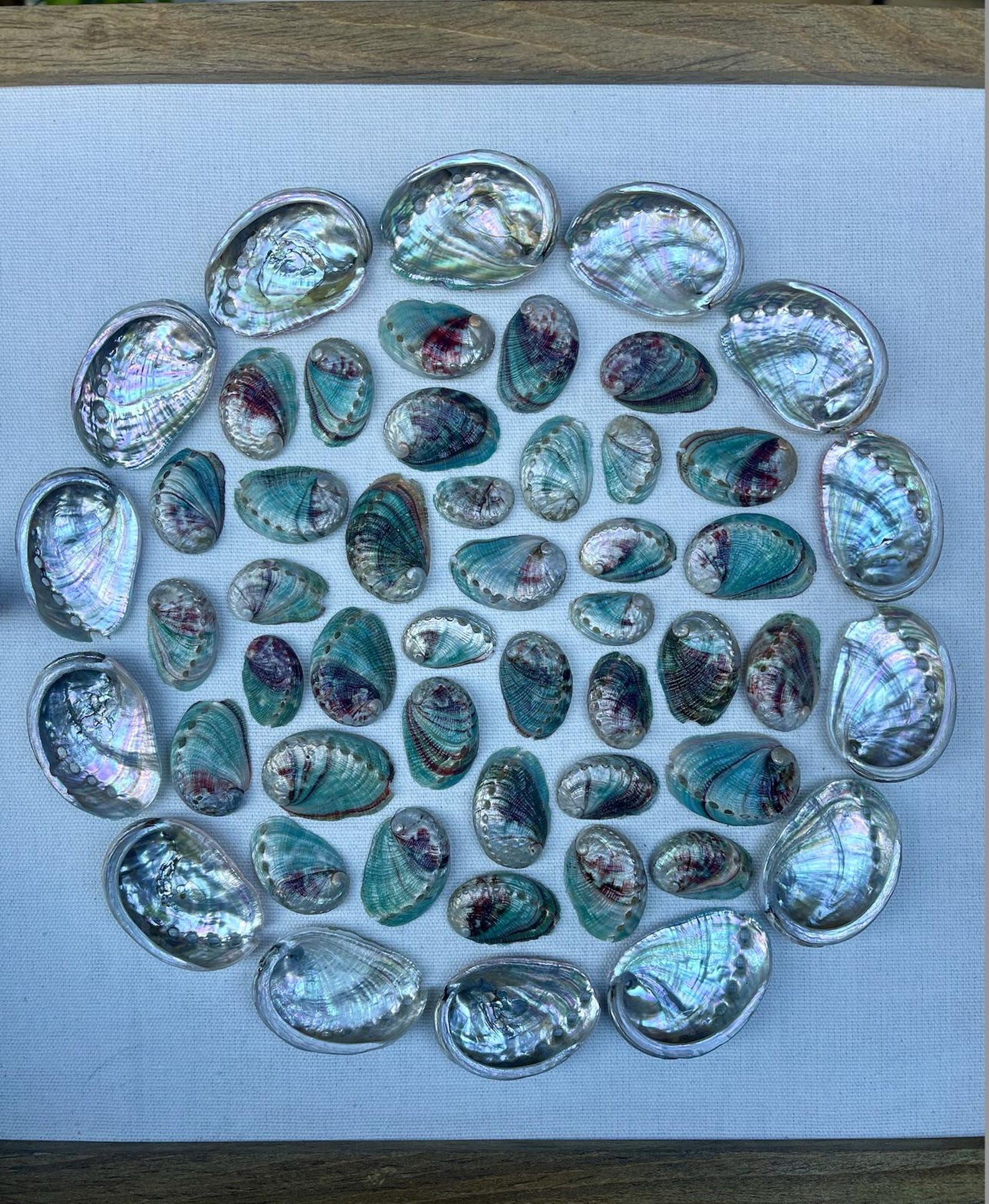 Red Abalone Shell Pattern Abalone Shell Art, Red Abalone Shell, Shell Art Print, Framed Shell Art ...