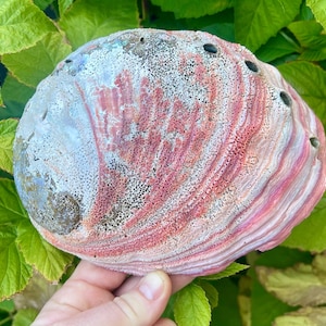 Large Raw Red Abalone Shells, Crafting Shells, Sustainable Iridescent Shells, Abalone Shell Bowl, DIY Decor, Smudge Bowl, Jewelry Soap Dish