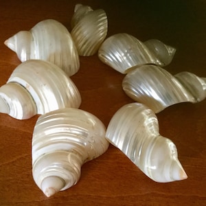 White Pearly Sea Shells - Supplies of 7 Shells | Approximately two inches long
