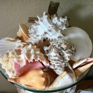 Sea Shells | 16 oz. | Various Sizes and Shapes