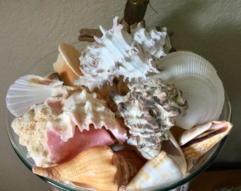 Sea Shells | 16 oz. | Various Sizes and Shapes