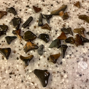 May include: A collection of various fossilized shark teeth in shades of brown, tan, and black. The teeth vary in size and shape, with some having multiple points and others being more rounded. They are scattered on a speckled surface.