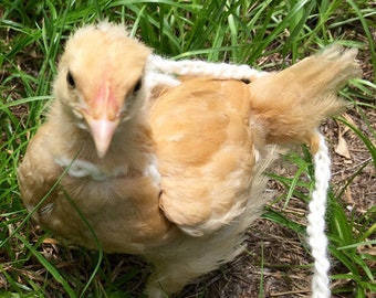 Chicken Harness Holster and Leash, Crochet, for Young Chickens, Take your chicks for a walk