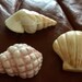 see more listings in the SEA SHELL ART - Plants section