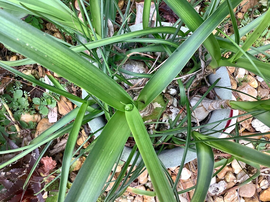 Ornamental Onion Plant White Flowers 3 Baby Plants/bulbs Etsy