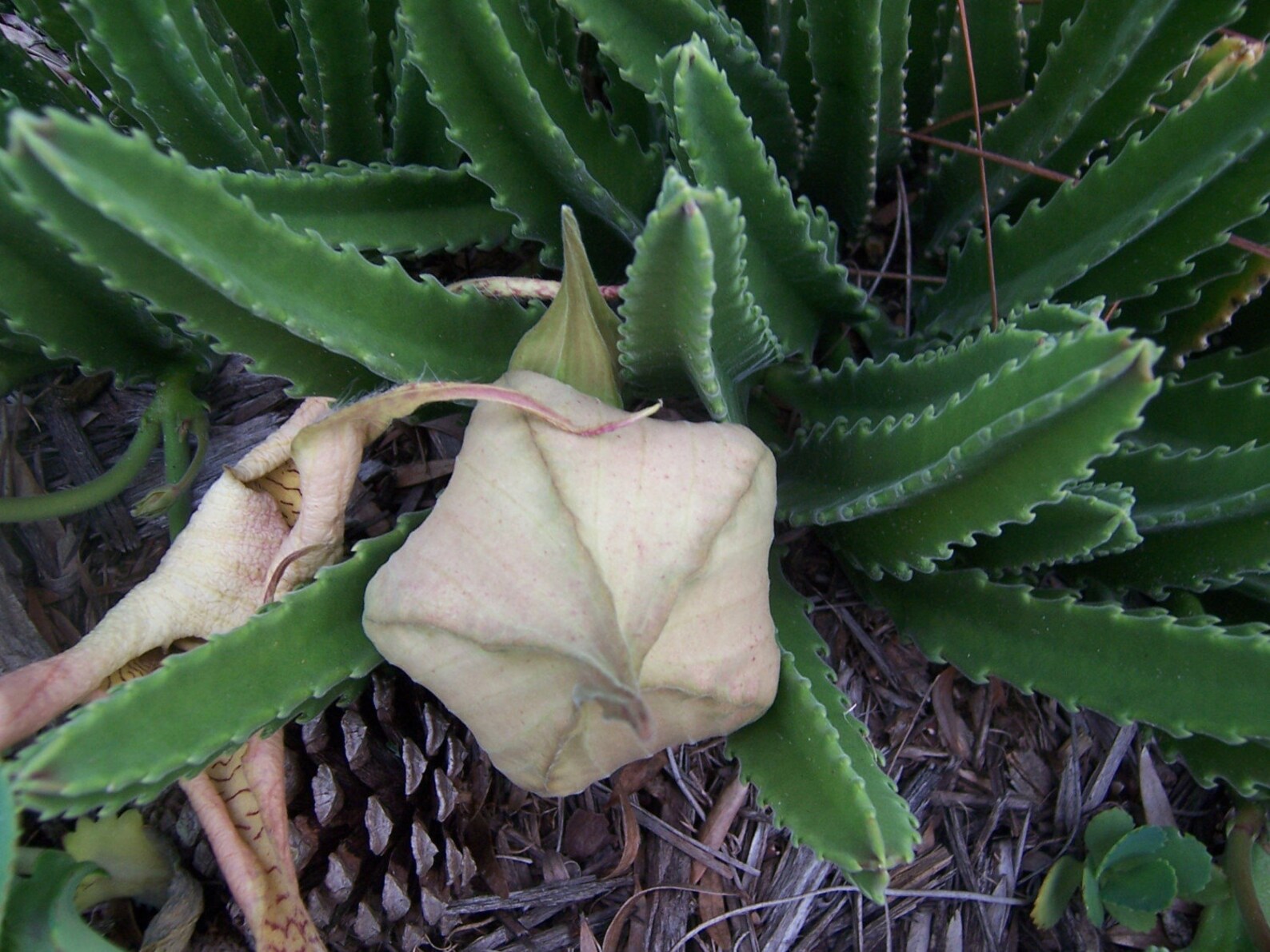 STAPELIA Star Cactus Plant 1 Cutting Approximately 6