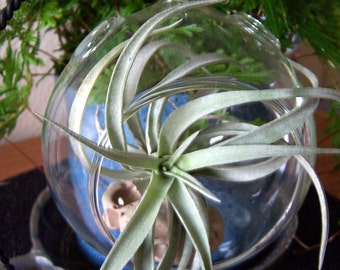 Hanging glass Terrarium,air plant,  Harrisi, 4.5 inches