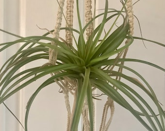 Air Plant In a Vintage Macrame Hanger with Wood Beads Accents