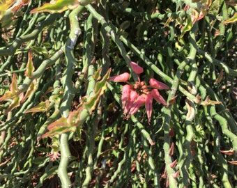 Euphorbia tithymaloides, Succulent - Pink Flowering, Devil's Backbone, Zig Zag stems, 3 Six Inch Cuttings, Very Easy to Grow, Full Sun