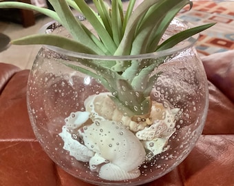 Abdita Brachycaulos Air Plant In a Glass Planter, 3.5 inches Tall 4” wide with sea shells