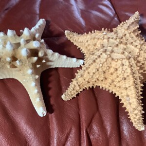 Natural Starfish | Beach Decor - Coastal Home Decor - 7 and 8” wide | Not perfect but very good quality