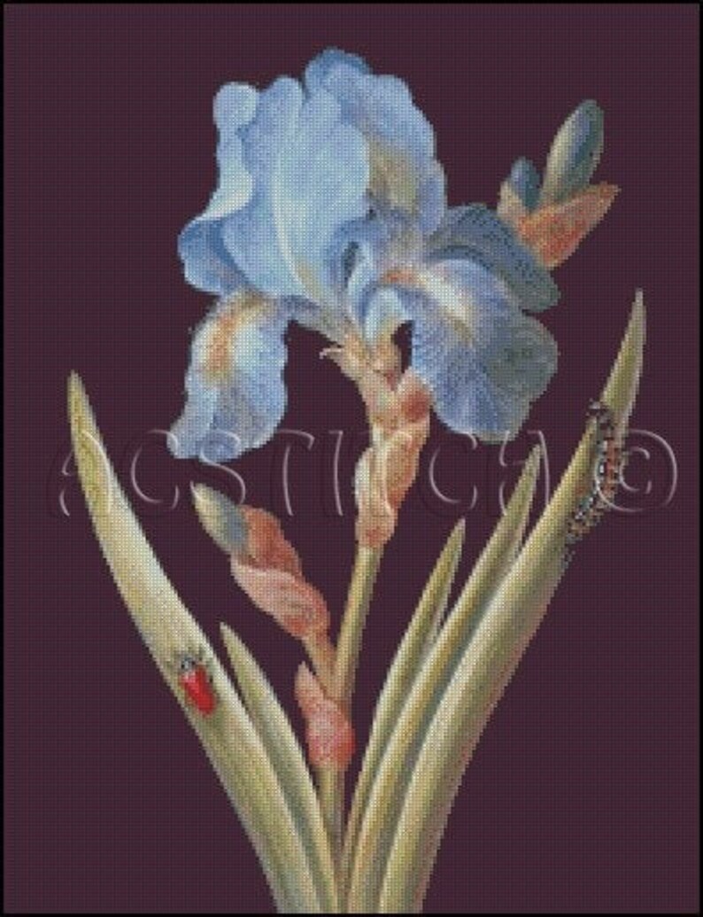 IRIS Cross Stitch Pattern No.531 Etsy
