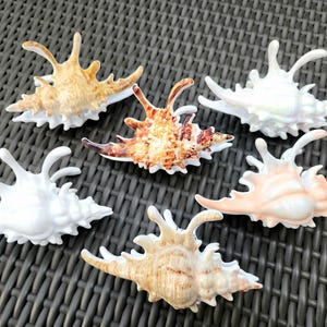 May include: Six decorative seashells in shades of white, tan, orange, and brown. The shells have a spiky, textured design and are arranged on a dark grey woven surface. Each shell is unique in colour.