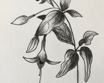 Dessins Au Fusain Camellia Sasanqua Dessin Camélia Au