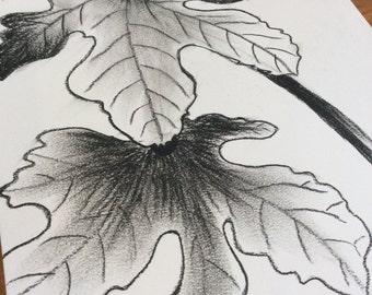 Original charcoal pencil drawing. Charcoal drawing of Fig leaves and fruit.