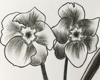 Narcissus original charcoal drawing of two daffodil stems in a vase