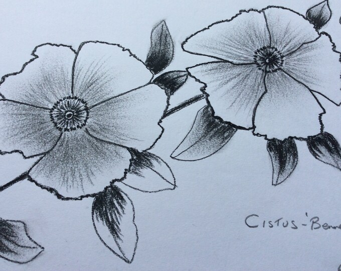 Original Charcoal Drawing.cistus Flowers. Nature Charcoal Art. - Etsy