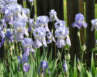 Lot of 5 Light Purple Bearded Iris Fans - Smell Like Grape Soda