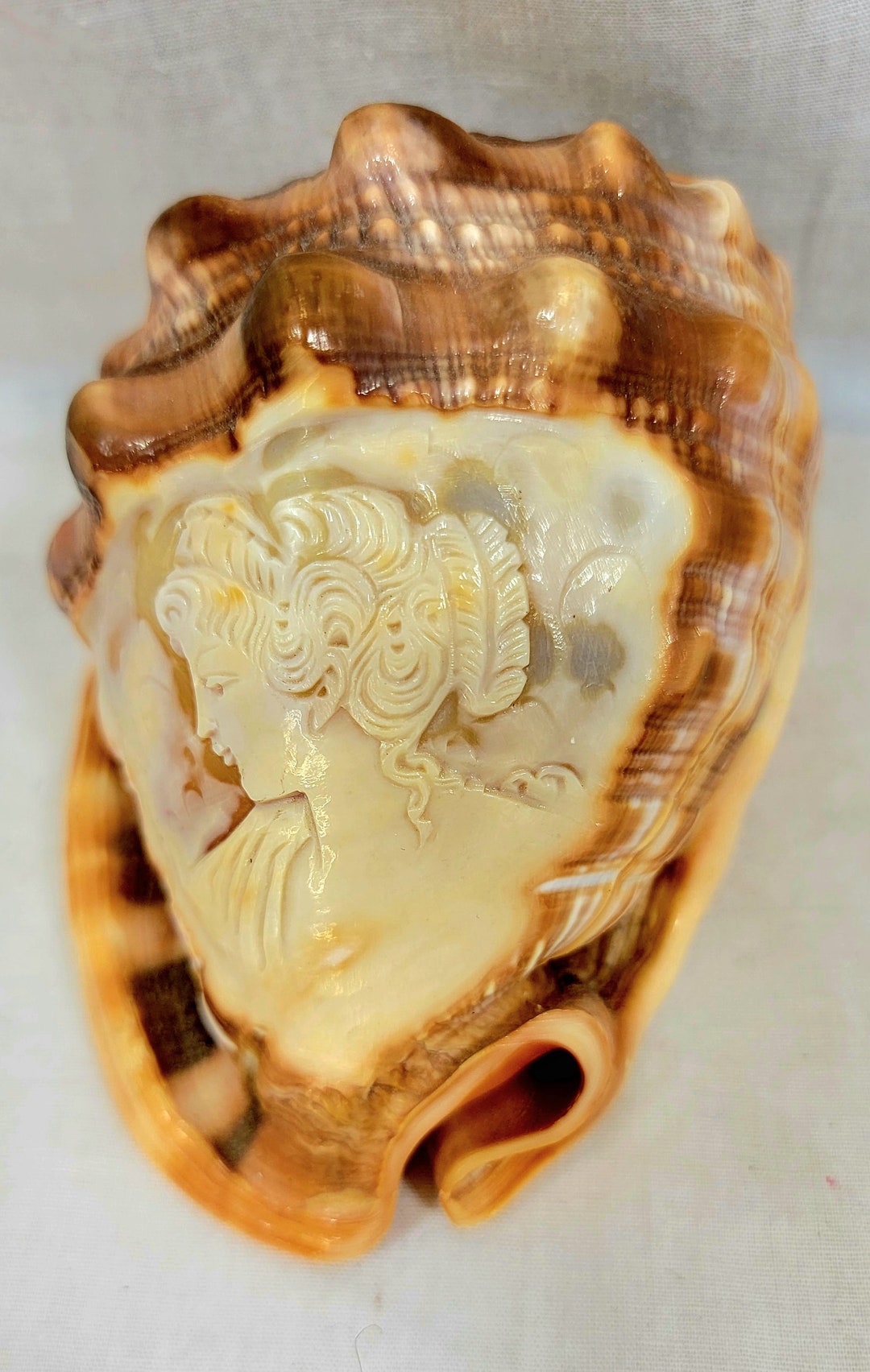Carved Cameo Conch Shell, Made in Italy Etsy