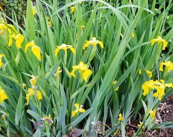 Yellow Flag Iris - Beardless - 5 Plants from my Garden - Orchid-Like Blooms on Tall Sword-like Leaves