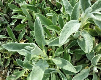 Lamb's Ear - Stachys byzantina - 4 Rooted Plants