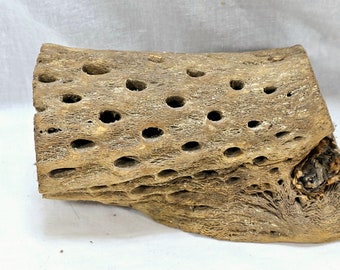 Cholla Wood? Piece of Driftwood