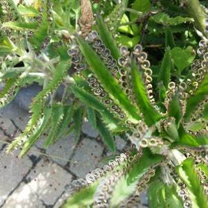 Kalanchoe Daigremontiana - Mother of Thousands plant -  from my garden - 10 Rooted Plants