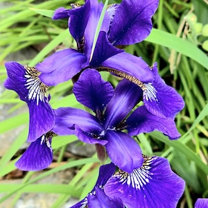Purple White Flag Iris - Beardless - 10 plants from my Garden, Orchid-Like Blooms with Tall Sword-like Leaves