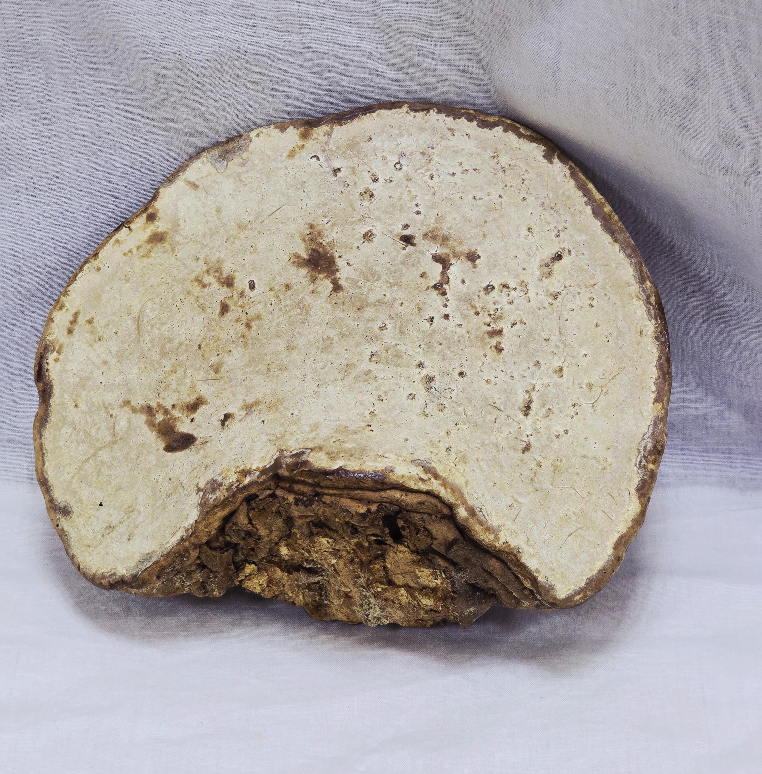 Large Petrified Fungus, Unknown Type - Etsy