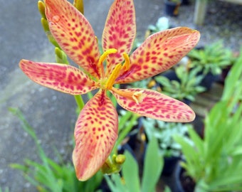 Candy Lily AKA Blackberry Lily - 50 Seeds from my garden