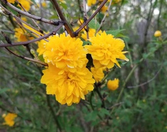 Double Flowered Japanese Kerria Rose - Live Plant - Rooted Pup from my Mother Plant