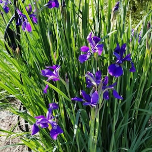 May include: A vibrant image of purple iris flowers in full bloom, set against a backdrop of lush green foliage. The flowers have delicate, ruffled petals and are a deep shade of violet. The scene is bathed in sunlight.