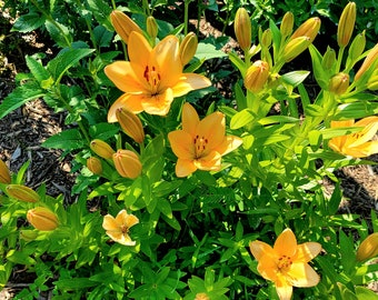 Peach Color Asiatic Lily Maybe Emperor or Candelabra, 4 Bulbs